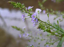 Attēlu rezultāti vaicājumam “Veronica anagallis-aquatica leaf”