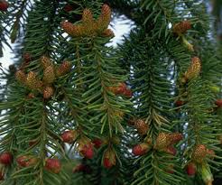Attēlu rezultāti vaicājumam “Picea abies fruit”