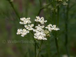 Attēlu rezultāti vaicājumam “Carum carvi leaf”