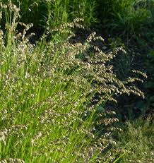 Attēlu rezultāti vaicājumam “Melica nutans”