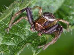 Attēlu rezultāti vaicājumam “Xysticus bifasciatus”