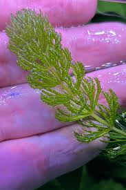 Attēlu rezultāti vaicājumam “Ceratophyllum demersum”