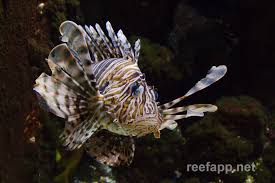 Image result for Pterois volitans