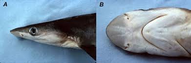 Image result for Rhizoprionodon terraenovae