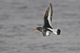 Attēlu rezultāti vaicājumam “Haematopus ostralegus adult”