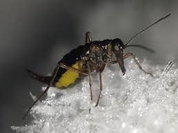 Attēlu rezultāti vaicājumam “Boreus”