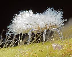 Attēlu rezultāti vaicājumam “Thecabius affinis nymph”