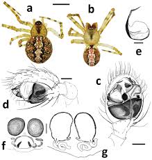 Attēlu rezultāti vaicājumam “Theridiidae”