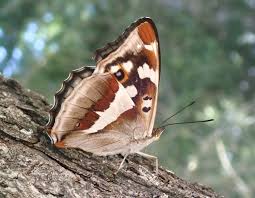 Attēlu rezultāti vaicājumam “Apatura iris”