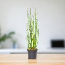 Attēlu rezultāti vaicājumam “Equisetum hyemale”