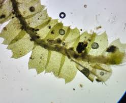 Attēlu rezultāti vaicājumam “Geocalyx graveolens”