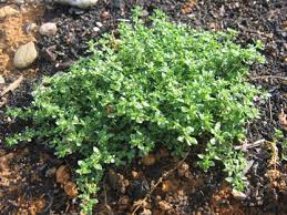 Attēlu rezultāti vaicājumam “Herniaria glabra”