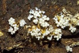 Attēlu rezultāti vaicājumam “Didymium bahiense”