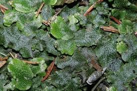 Attēlu rezultāti vaicājumam “Conocephalum salebrosum”