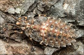 Attēlu rezultāti vaicājumam “Jalla dumosa imago”