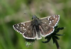 Attēlu rezultāti vaicājumam “Pyrgus serratulae underside”