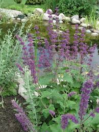 Attēlu rezultāti vaicājumam “Salvia verticillata”