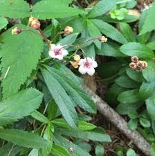 Attēlu rezultāti vaicājumam “Chimaphila umbellata”