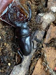 Attēlu rezultāti vaicājumam “Criocephalus rusticus”