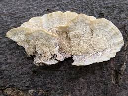 Attēlu rezultāti vaicājumam “Cerrena unicolor”