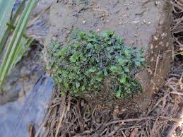 Attēlu rezultāti vaicājumam “Homalia trichomanoides sporophyte”