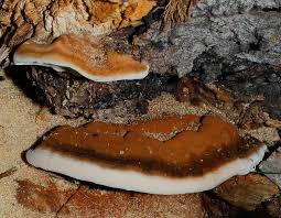 Attēlu rezultāti vaicājumam “Polypores”