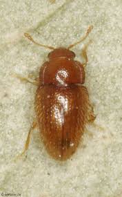 Attēlu rezultāti vaicājumam “Endomychidae”