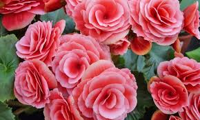 Image result for Бегония Элатиор 12х22 4601887072423