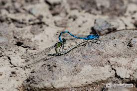 Attēlu rezultāti vaicājumam “Coenagrion hastulatum”
