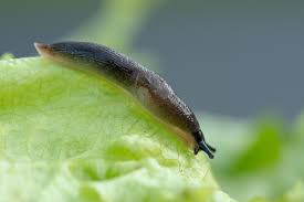 Attēlu rezultāti vaicājumam “Krynickillus melanocephalus”