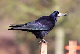 Attēlu rezultāti vaicājumam “Corvus frugilegus adult”