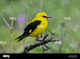 Attēlu rezultāti vaicājumam “Oriolus oriolus male”