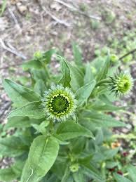 Attēlu rezultāti vaicājumam “Echinacea purpurea bud”
