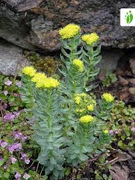 Attēlu rezultāti vaicājumam “Rhodiola rosea flower”