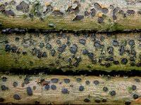 Attēlu rezultāti vaicājumam “Diatrype disciformis”