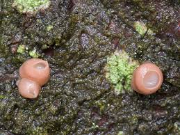 Attēlu rezultāti vaicājumam “Craterocolla cerasi”