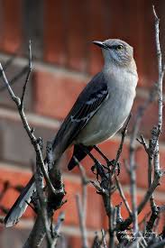 Image result for Mimus polyglottos