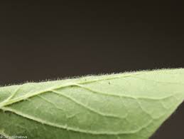 Attēlu rezultāti vaicājumam “Lonicera xylosteum leaf”