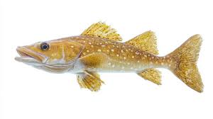 Image result for Gadus macrocephalus