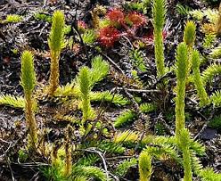 Attēlu rezultāti vaicājumam “Lycopodiella inundata”