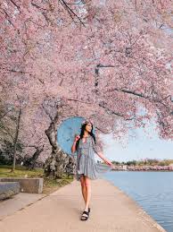 Image result for "cherry blossom" washington