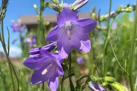 Attēlu rezultāti vaicājumam “Campanula rotundifolia flower”