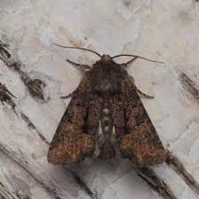 Attēlu rezultāti vaicājumam “Oligia sp.”