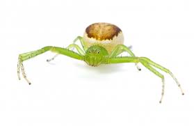 Attēlu rezultāti vaicājumam “Diaea dorsata female”