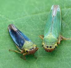 Attēlu rezultāti vaicājumam “Cicadella viridis”