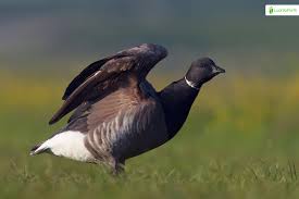 Attēlu rezultāti vaicājumam “Branta bernicla adult”