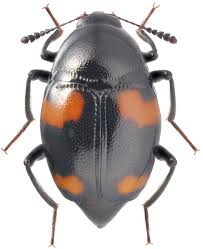 Attēlu rezultāti vaicājumam “Scaphidium quadrimaculatum”