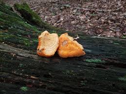 Attēlu rezultāti vaicājumam “Hapalopilus aurantiacus”