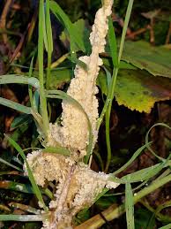 Attēlu rezultāti vaicājumam “Didymium aggregatum spores”