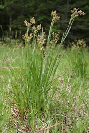 Attēlu rezultāti vaicājumam “Luzula multiflora”